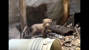Брошенные щенки скулили в подвале дома
