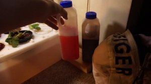 Клубника в квартире методом гидропоники