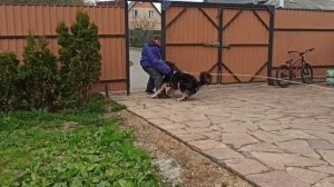Только не нормальный полезет к такой собаке. Один @user-tb8ne6wl3j