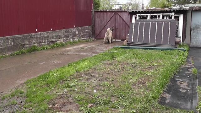 Тест-104,охрана территории без хозяев.