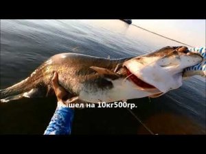 Сом на Квок. Волга. Бонус на 36.