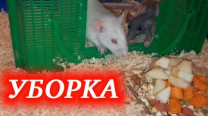 Уборка у домашних крыс Кузи и Дуси! Скажем, нет запаху!