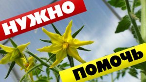 Помидоры не завязываются в теплице Нужно помочь томатам!