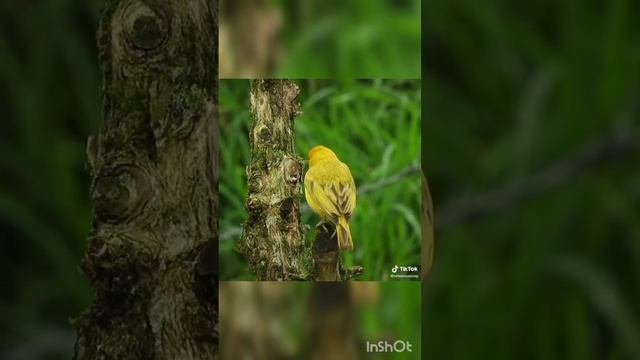 стихотворение о родине смотреть онлайн