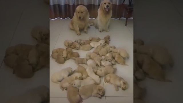 котики смотреть онлайн