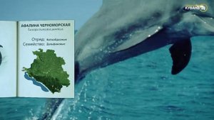 «Красная книга Кубани». Афалина черноморская