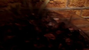 Сушилка для овощей и фруктов Zelmer