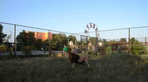 СЭМ  охотится на ОЛЕЖКУ ! Олег Алексеевич  разнимает львов ! Тайган .Крым