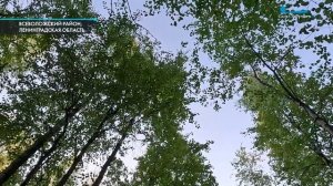 Найти пропавшего ребенка. Поисково-спасательный отряд «ЛизаАлерт»