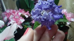 Стрептокарпус DS - Коралловый риф