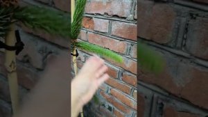 Моя новая покупка ель колючая Виргата /Virgata