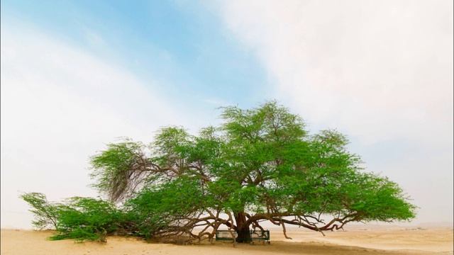 Притча о Древе Желаний смотреть онлайн