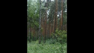 "Спасибо, Господи, за то, что я жива! " Христианская песня. Исполняет автор Светлана Авдеева