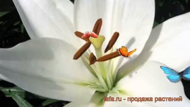 Лилия ла-гибрид Брайт Даймонд (lilium) ? обзор: как сажать, луковицы лилии Брайт Даймонд