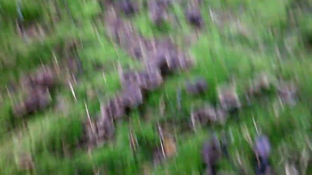 Лисичка трубчатая, ежовик жёлтый_3 17.10.2021 смотреть онлайн