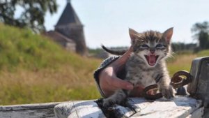 Корабельные коты