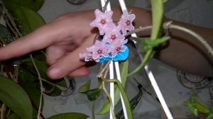 #Натка_солнце  // Хойя Parasitica Laо цветет  //  И еще кое - что ...