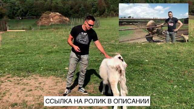 Как содержать телят на ферме? | Счастливые телята на Экоферме Захаровых смотреть онлайн