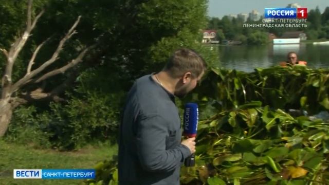 Специальная служба очищает водоемы от подводных сорняков смотреть онлайн