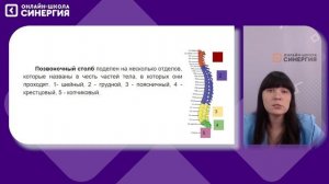 Скелет человека. Осевой скелет | Биология | 8 класс | Онлайн-школа Синергия