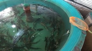 У нас прибавление в семействе. Запускаем осетра в пруд.