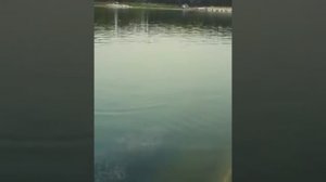 я на рыбалке! Ростовское море, клюнул Белый амур.