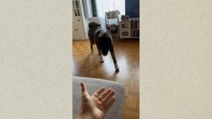 Социализация собаки. Часть 2.  Период с 2 - 5/6 месяцев щенка