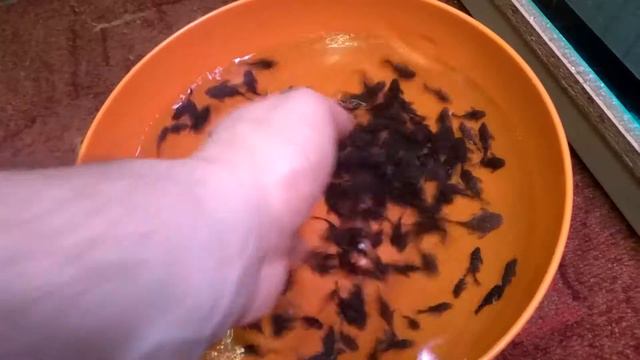 Звёздчатый L 181 Одесса смотреть онлайн