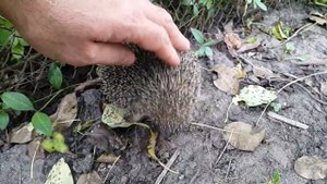 Злой ежик. Злий їжак.