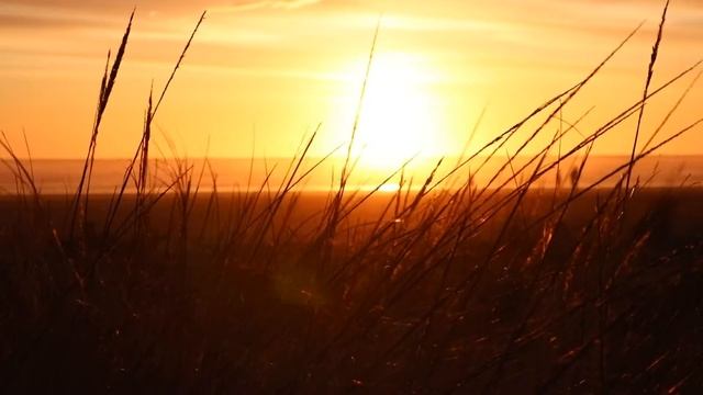 Омар Хайям "Один не разберет, чем пахнут розы…" смотреть онлайн