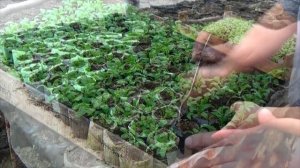 Алиссум - как можно легко вырастить рассаду алиссума!