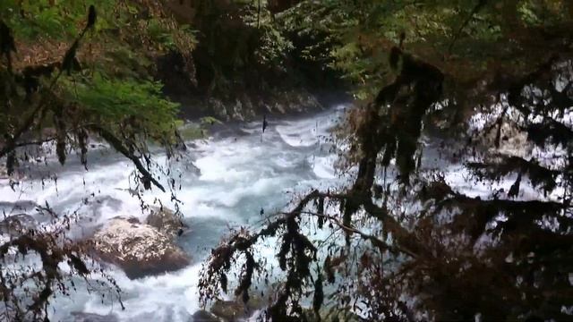 vlog БЕРЕЕЕНДЕЕВО ЦАРСТВО))) САМШИТОВЫЙ ЛЕС))) смотреть онлайн