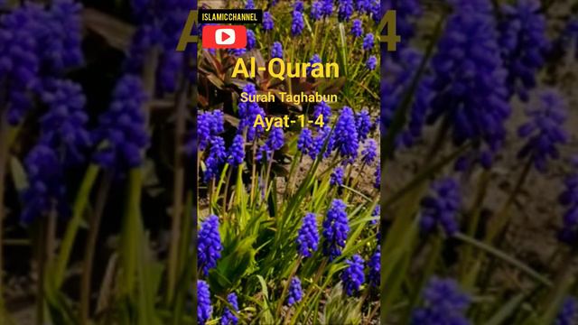 surah Taghabun ayat 1-4 #alquran