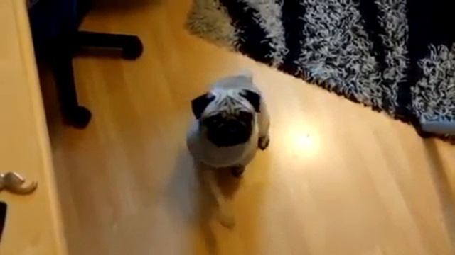 Зига видео смотреть онлайн