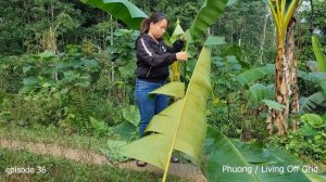 Harvest oranges to sell at the market & make Gac cake for my son | Phuong / Living Off Grid. Ep 36