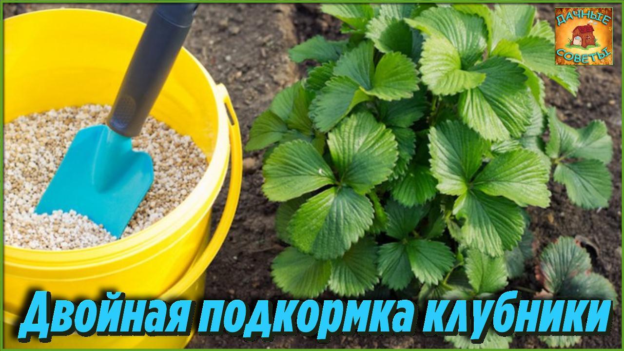Подкормите этим клубнику ДВАЖДЫ осенью для мощного УРОЖАЯ на следующий год Дачные Советы