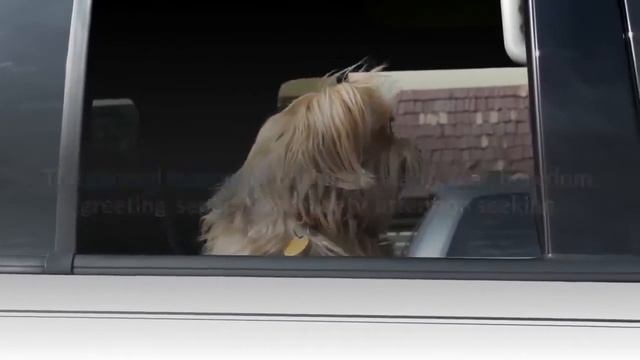 Tibetan Terrier pros and cons | The Good AND Bad of owing Tibetan смотреть онлайн