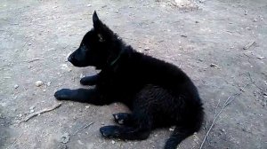 У щенка овчарки смешные уши!