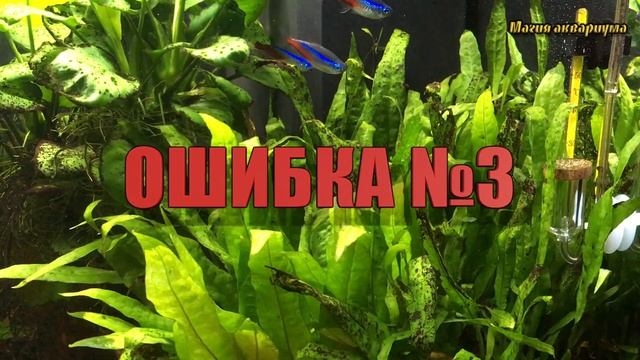 Ошибки начинающих аквариумистов | Ошибки при запуске аквариума | Как запустить аквариум (#62) смотреть онлайн