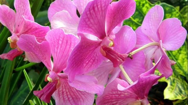 Бесподобные орхидеи смотреть онлайн