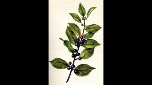 Крушина ломкая (растения полезные и ядовитые для кроликов)