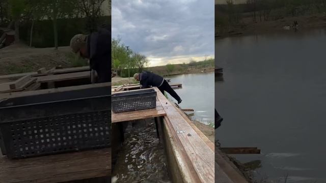 Платная рыбалка, пруд Чёрные камни 09.05.21. Запуск карпа. смотреть онлайн