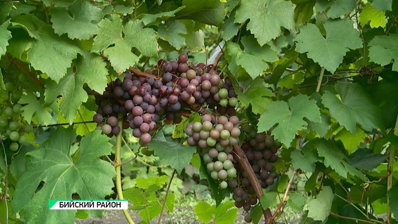 Виноград устойчивые к болезням