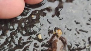 Тысячи маленьких лягушат родились после дождика