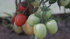 Томат детерминантный Янтарь F1