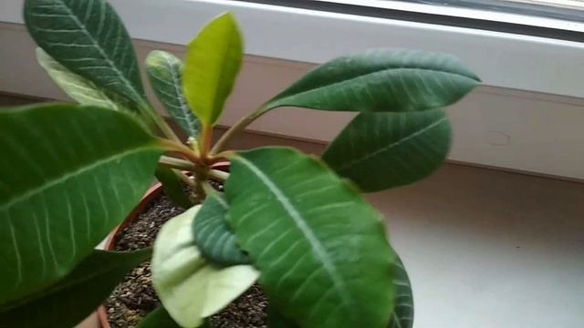 Молочай беложилковый- размножение черенками возможно! //Rejuvenation of milkweed belozhilkovogo// смотреть онлайн