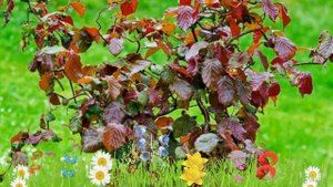 Лещина обыкновенная Ред Маджестик Конторта ? Посадка и уход. крупномеры лещины: особенности сорта