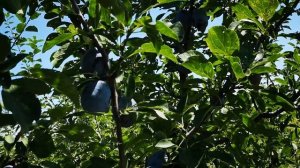 Слива Ненька 30.07.2020