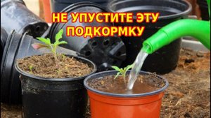 Пивная подкормка для рассады может заменить все другие