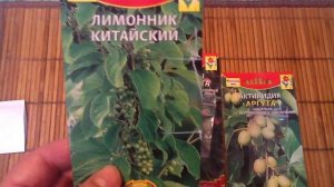 Посадка "Лимонника китайского", Актинидии "Аргута" и "Коломикта" семенами (часть 1).